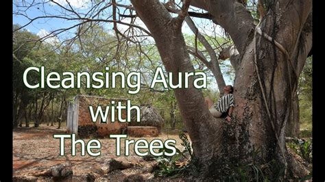 Aura Cleansing How To Cleanse Your Aura With The Trees Youtube