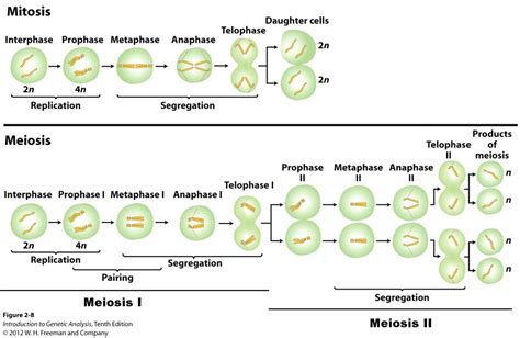 Meiosis Stages Comarison And Definition A Level Biology Revision Notes