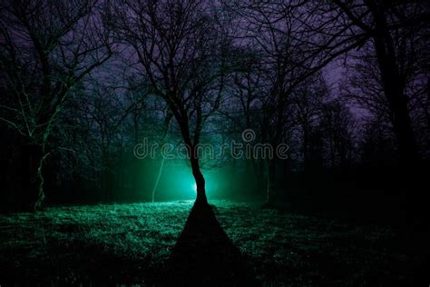 Luce Sconosciuta In Una Foresta Scura Alla Notte Siluetta Della Persona