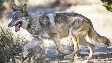 Necropsy In Mexican Gray Wolf Death Reveals Brutal Attack