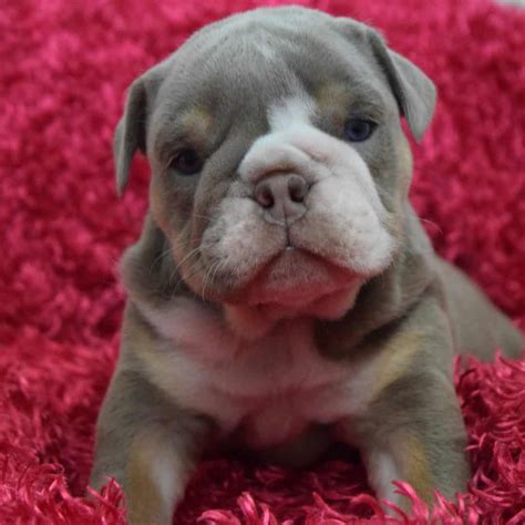 Lilac Tri English Bulldog Puppy For Sale