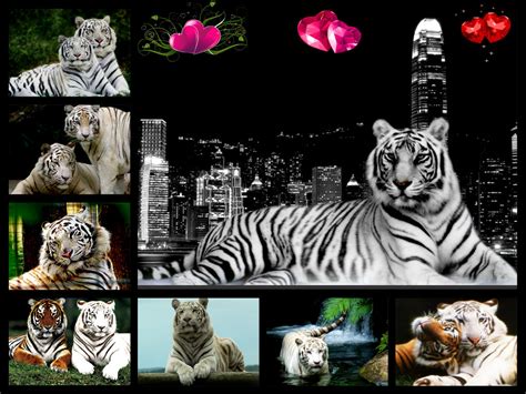 White Tigers In The City Collage Tigerclan Fan Art 34588763 Fanpop