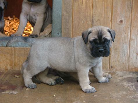 They were used to catch a lot of poachers and. Bullmastiff Pups. ONLY 1 GIRL LEFT! | Brandon, Suffolk | Pets4Homes