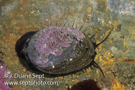Intertidal Marine Life Of California Duane Sept Photography