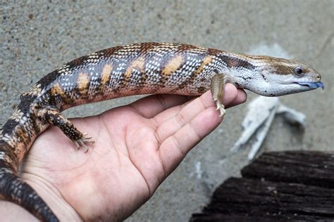 2016 Eastern Blue Tongue Skink Faunaclassifieds