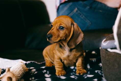 Bringing Home A New Puppy 9 Tips To Prep Your House Felton