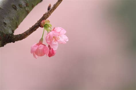 Wallpaper Flower Pink Spring Cherry Blossom Branch Flora Close