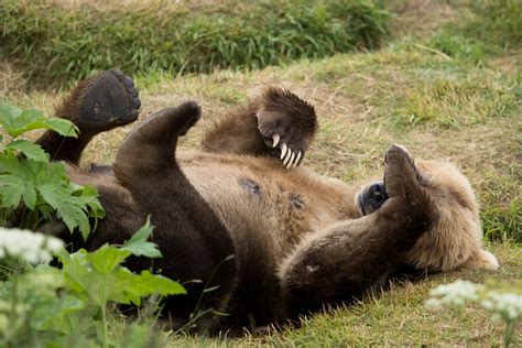 A Kodiak Brown Bear Rests On Her Back After Eating Salmon Fws Gov