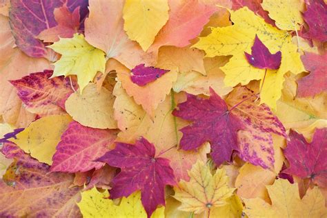 Leafs synonyms, leafs pronunciation, leafs translation, english dictionary definition of a. Moving Before the Holidays by hiring Men on the Move!