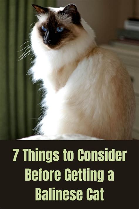 7 Things To Consider Before Getting A Balinese Cat Balinese Cat Cats
