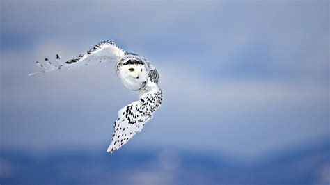 Owl Snowy Owl Bird Wallpaper Hd Animals 4k Wallpapers Images Images