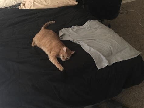Ill Just Lay Down A Shirt Where She Always Sleeps So She Doesnt Get