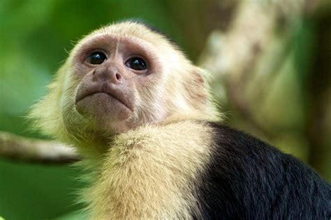 You can pick your friend's nose, if you're a capuchin monkey: to assess the strength of their ...
