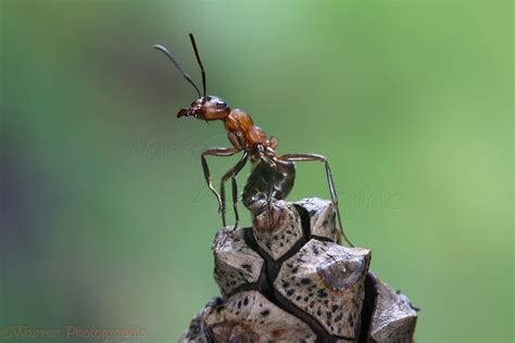 Wood Ant Worker Photo Wp16862