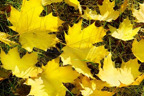 Yellow Maple Leaves Stock Photo Image Of Colorful Light 34028014