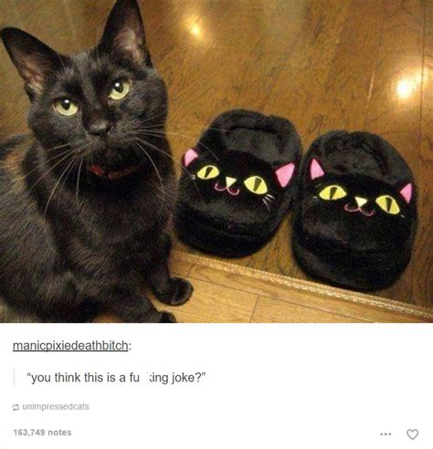 10 Memes Black Cat Fwdmy