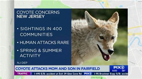 Mom Child Attacked By Coyote At Nj Park