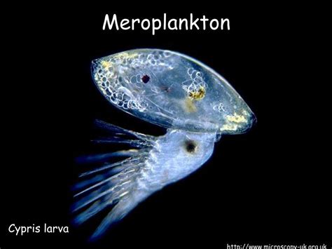 Ppt Zooplankton Powerpoint Presentation Id206041