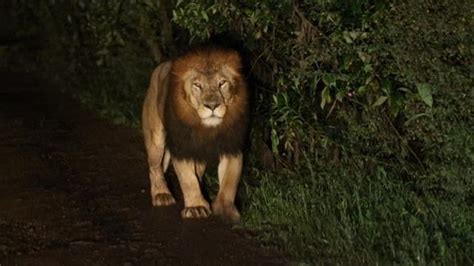 【動画】希少な黒いたてがみのライオンが大接近！ ナショナル ジオグラフィック日本版サイト