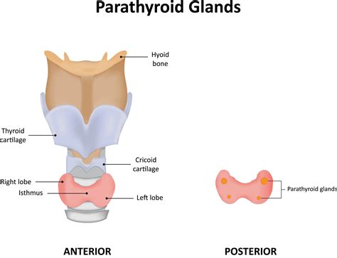Parathyroid Glands — High Plains Surgical Associates