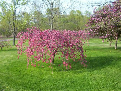 Weeping Cherry Willow Tree Dwarf The Weeping Cherry Tree Is One Of