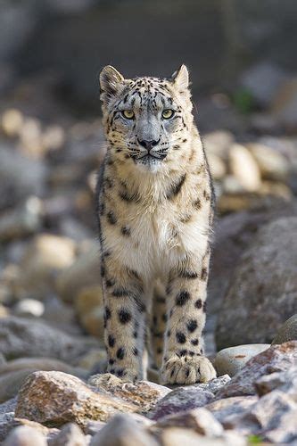 Serious And Standing Snow Leopard Big Animals Snow Leopard Animals