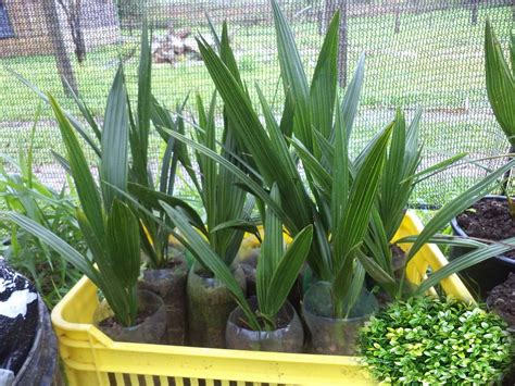 Como Plantar Tâmara Embrapa