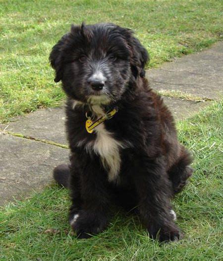 Lizzie The Bearded Collie Cross Bearded Collie Collie Dog Breeds