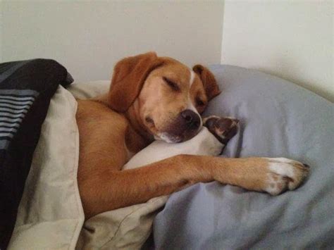 15 Adorably Tired Dogs That Just Want To Sleep
