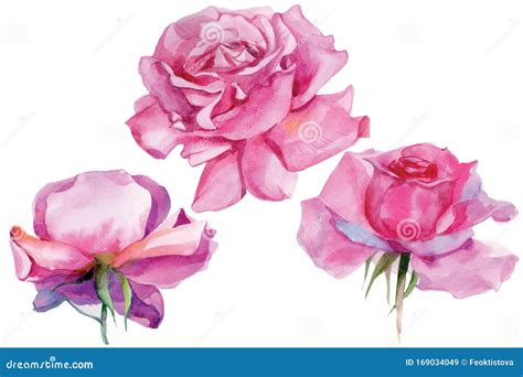 Set Of Pink Roses Watercolor Illustration Isolated Stock Illustration