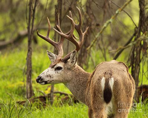 Trophy Black Tailed Deer Buck By Max Allen