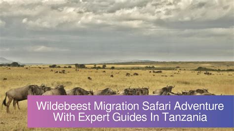 Calaméo Book The Best Wildebeest Migration Safari Adventure With