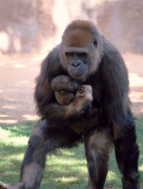 Gorillas Imani And Joanne Gorillas Are The Largest Of Al Flickr