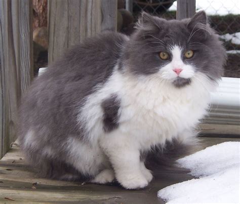 Fluffy Black And White Cat