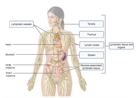 Lymphatic System And Immunity Flashcards Quizlet