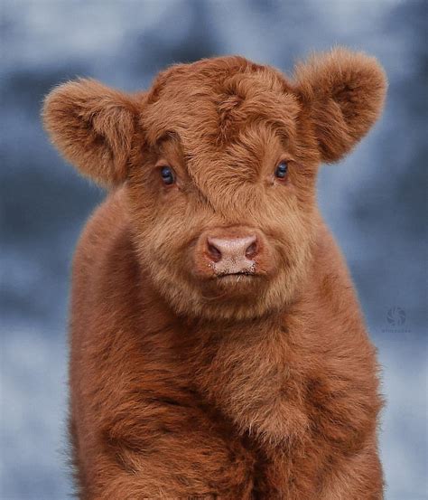 Highland Calves Are Cute Raww