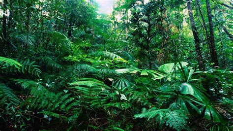 Tropical Rainforest Wallpapers Wallpaper Cave