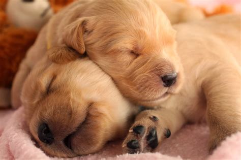 Golden Splendor Playful Puppies That Also Need Rest