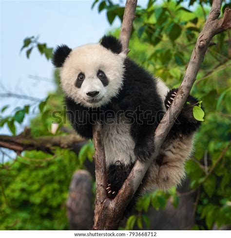 Árbol De Escalada De Oso Panda Foto De Stock 793668712 Shutterstock