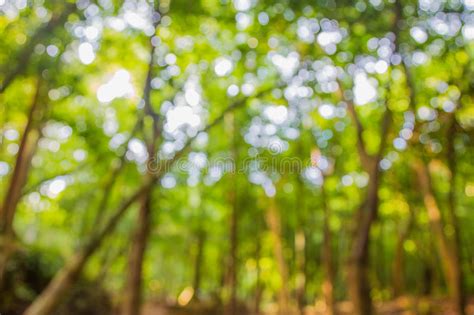 Green Natural Background Of Out Of Focus Forest Or Bokeh Stock Photo