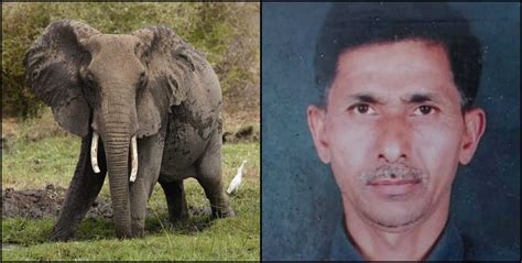 Elephant Killed A Farmer In Uttarakhand उत्तराखंड गुस्साए हाथी ने