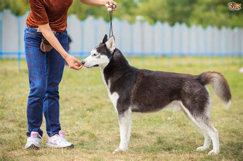 With the help of this post, a prospective dog owner and a husky might. Training Your Husky to be a Guard Dog