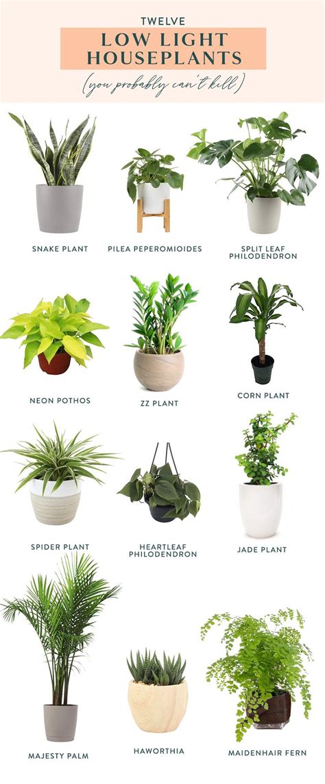 Twelve Low Light Indoor Plants You Probably Cant Kill Low Light
