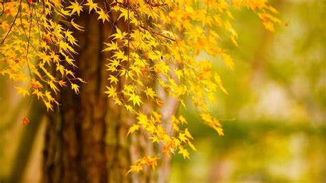 Download Beautiful Tree Hd Wallpaper Yellow In Scenery By