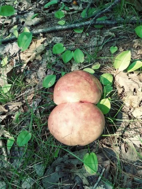 18 Funny Mushroom Photos That Confirm You Have A Dirty Mind Page 3 Of