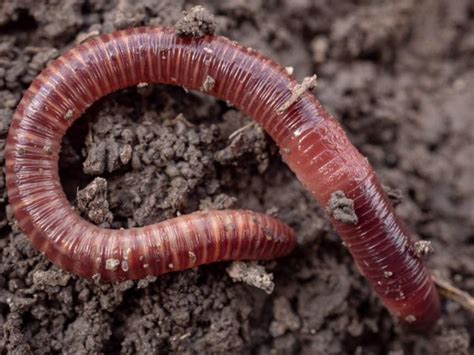 Compost Worms Types Function And Tips For Propagation Gardender