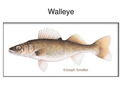 Ppt Minnesota Fish Identification And Characteristics Powerpoint