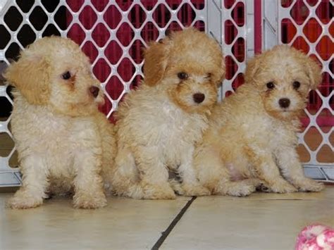 If you like these litlle toy dogs, come and check their pictures to buy yours! Toy Poodle, Puppies For Sale, In Fresno, California, CA ...