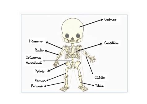 Esqueleto Cuerpo Humano Esqueleto Esqueleto Humano