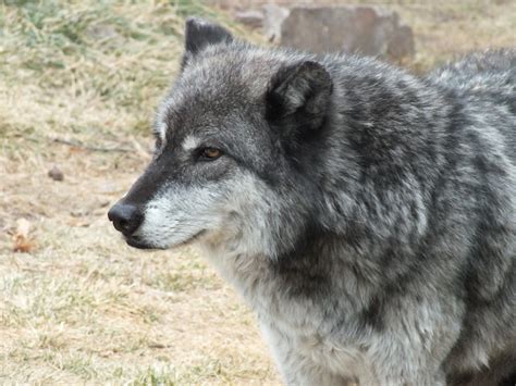 Cute Wolf Animal Free Image